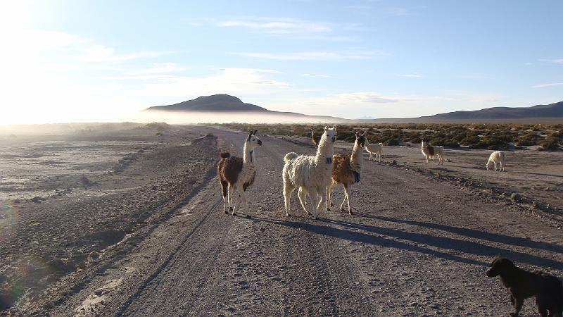 Coipasa Salt Flats S's (8).JPG